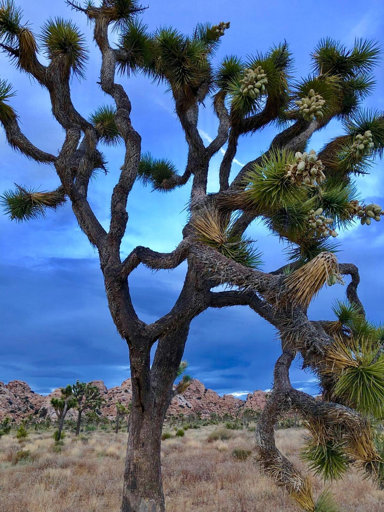 Cozy Desert Retreat With Amazing Views Only 4 Miles To Jtnp Joshua Tree Exteriör bild